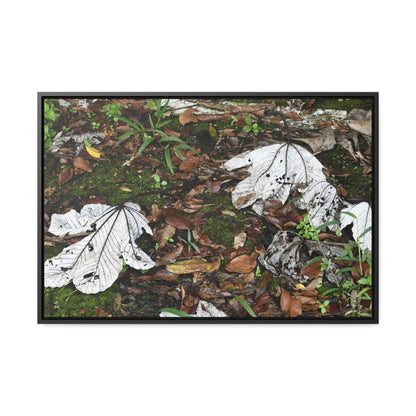 Rainforest Trails & Views - Gallery Canvas Wraps, Horizontal Frame - El Yunque National Forest - Puerto Rico - The huge variety of the Yagrumo Tree leaves - white below - Green Forest Home