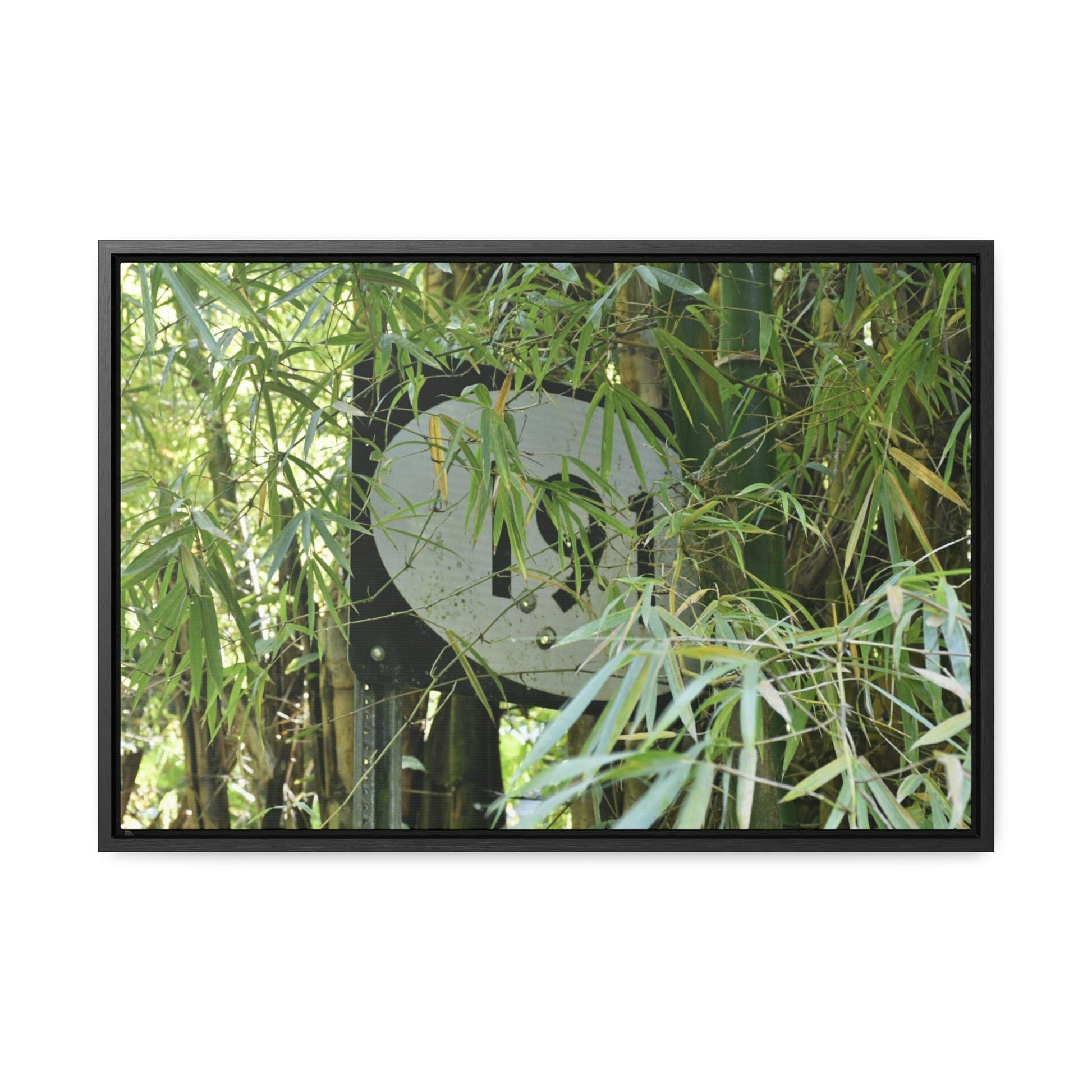 Rainforest Trails & Views - Gallery Canvas Wraps, Horizontal Frame - El Yunque National Forest - Puerto Rico - The main road PR 191 sign inside bamboos - built in the 1950's the major road crossed El Yunque - Green Forest Home