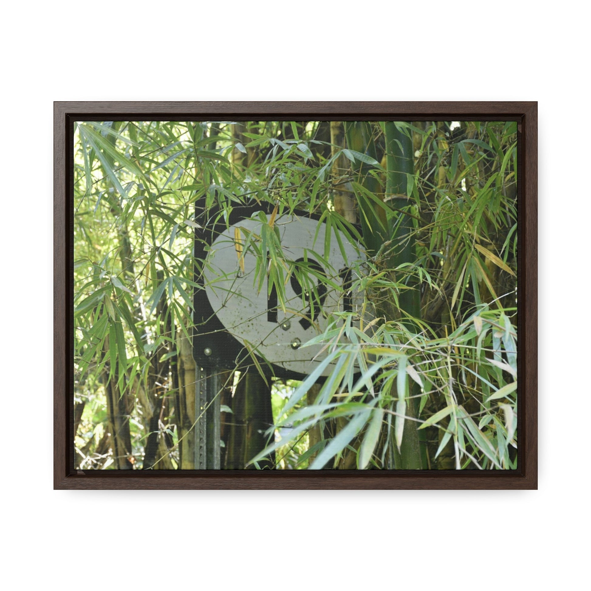 Rainforest Trails & Views - Gallery Canvas Wraps, Horizontal Frame - El Yunque National Forest - Puerto Rico - The main road PR 191 sign inside bamboos - built in the 1950's the major road crossed El Yunque - Green Forest Home
