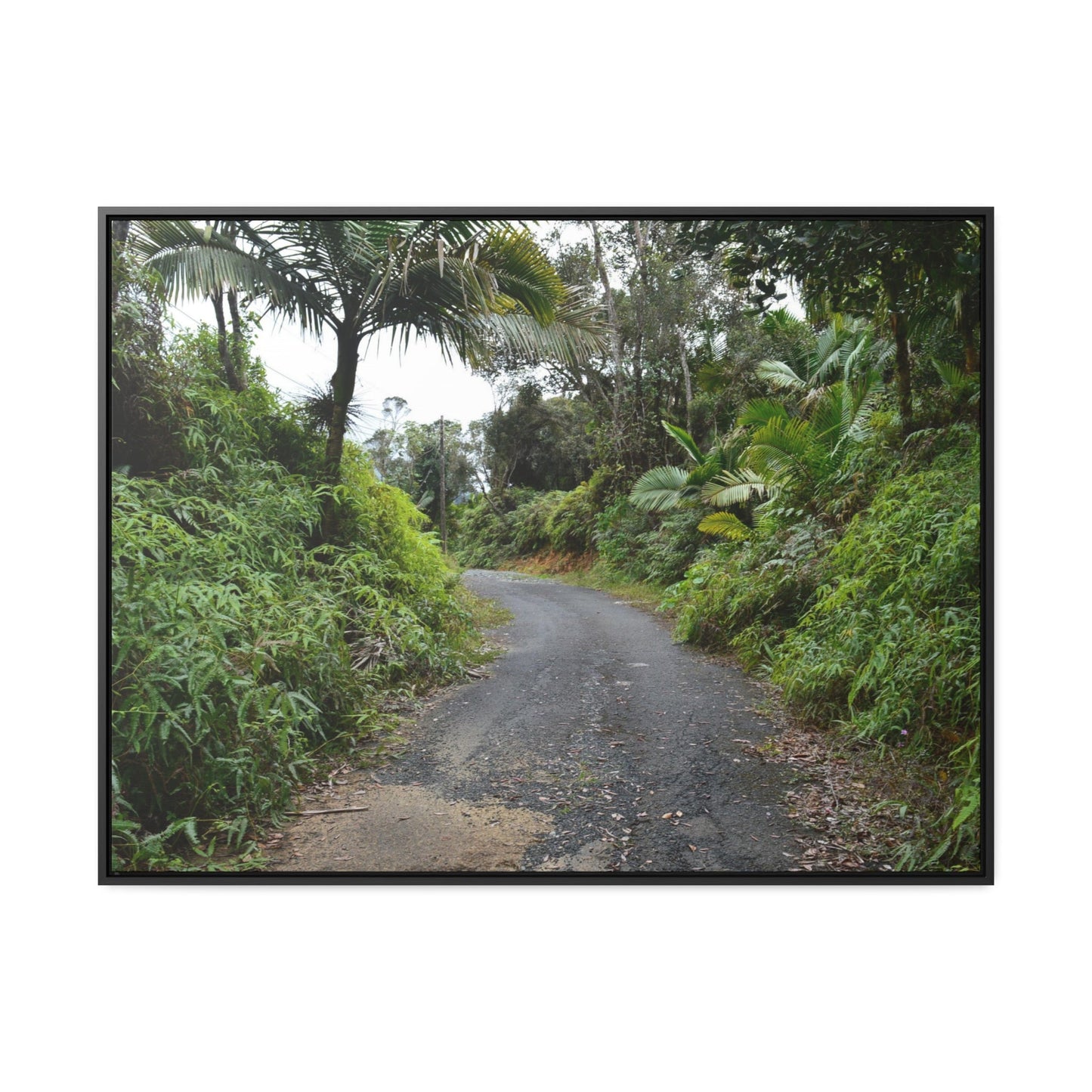 Rainforest Trails & Views - Gallery Canvas Wraps, Horizontal Frame - El Yunque National Forest - Puerto Rico - The PR 191 closed forested road - Green Forest Home