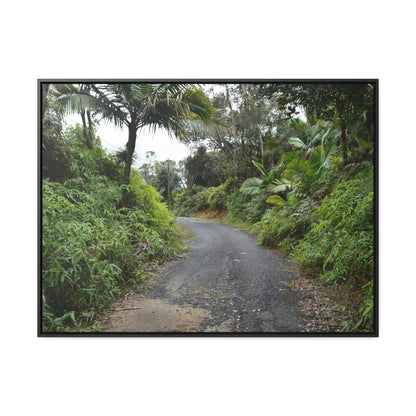 Rainforest Trails & Views - Gallery Canvas Wraps, Horizontal Frame - El Yunque National Forest - Puerto Rico - The PR 191 closed forested road - Green Forest Home