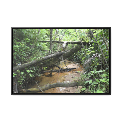 Rainforest Trails & Views - Gallery Canvas Wraps, Horizontal Frame - El Yunque National Forest - Puerto Rico - The pristine upper Rio Sabana river - Green Forest Home