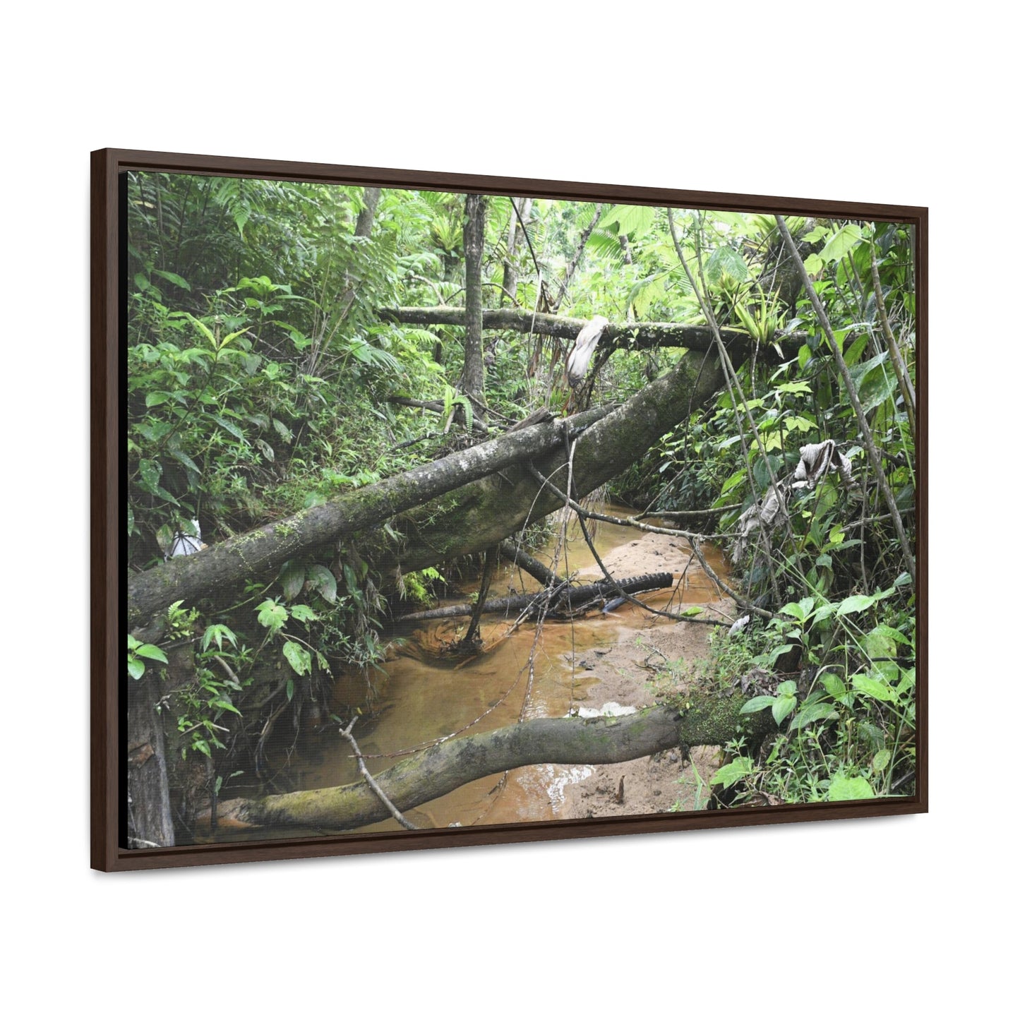 Rainforest Trails & Views - Gallery Canvas Wraps, Horizontal Frame - El Yunque National Forest - Puerto Rico - The pristine upper Rio Sabana river - Green Forest Home