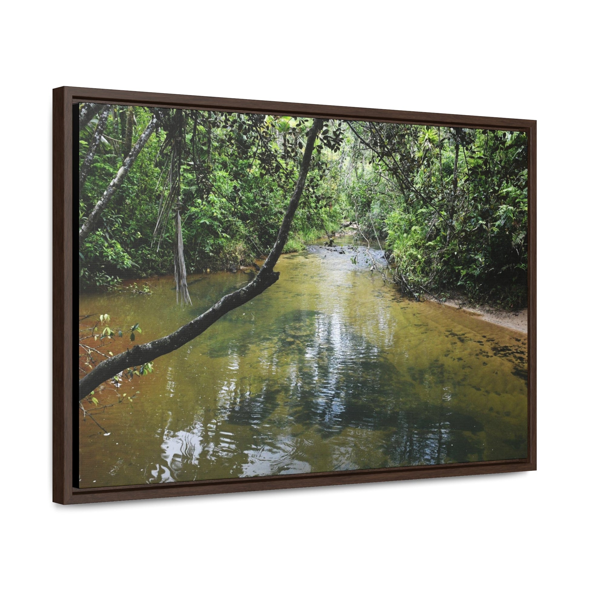 Rainforest Trails & Views - Gallery Canvas Wraps, Horizontal Frame - El Yunque National Forest - Puerto Rico - The pristine upper Rio Sabana river - Green Forest Home