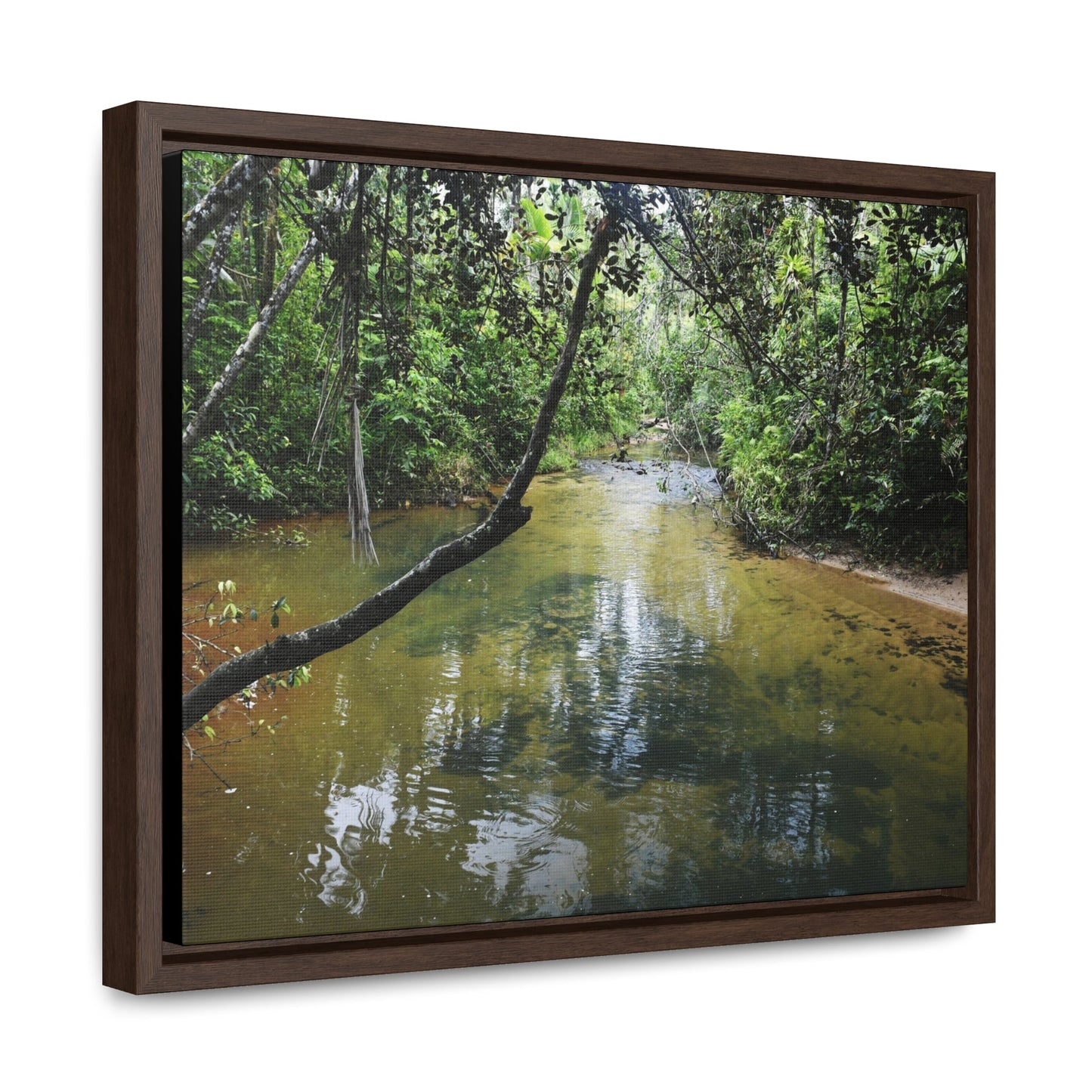 Rainforest Trails & Views - Gallery Canvas Wraps, Horizontal Frame - El Yunque National Forest - Puerto Rico - The pristine upper Rio Sabana river - Green Forest Home