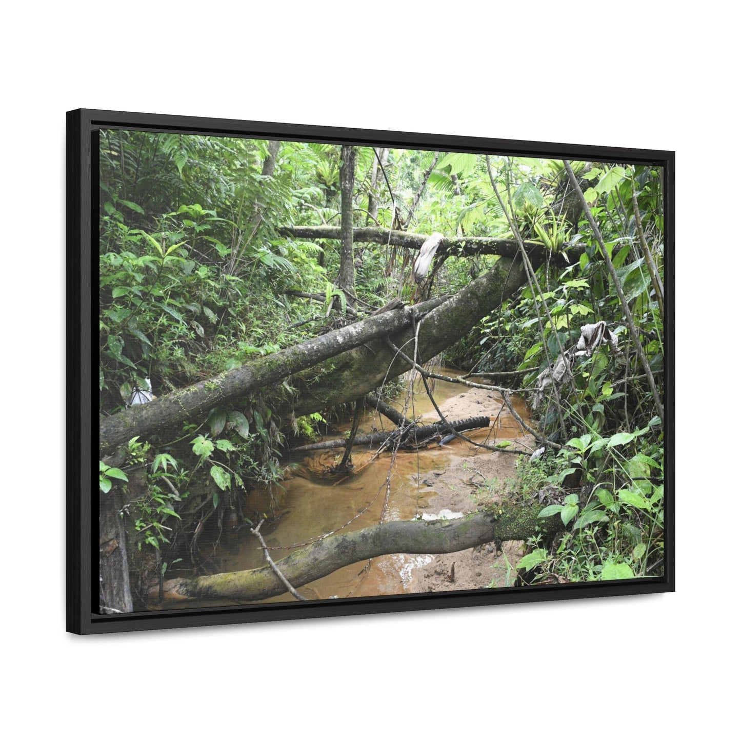 Rainforest Trails & Views - Gallery Canvas Wraps, Horizontal Frame - El Yunque National Forest - Puerto Rico - The pristine upper Rio Sabana river - Green Forest Home