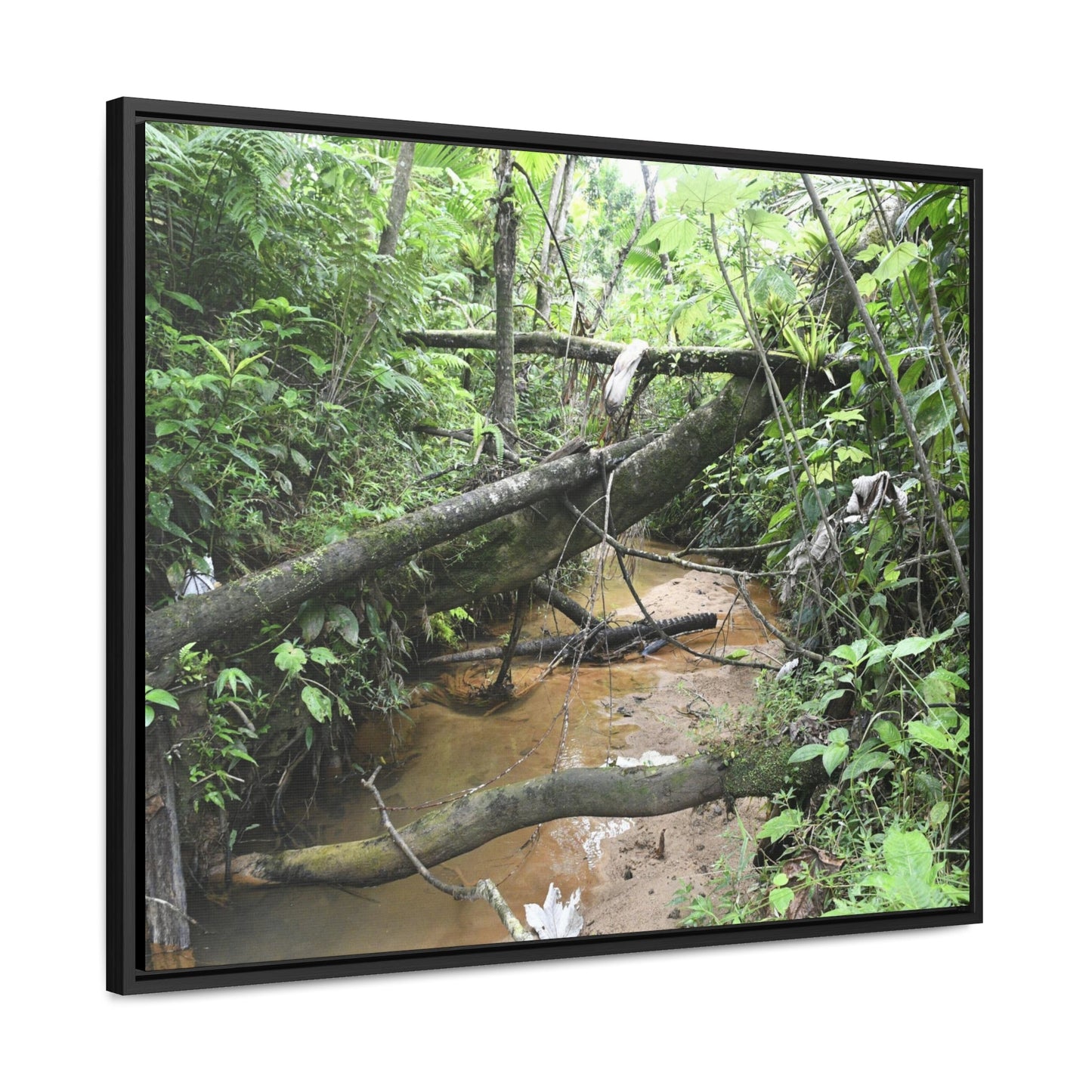 Rainforest Trails & Views - Gallery Canvas Wraps, Horizontal Frame - El Yunque National Forest - Puerto Rico - The pristine upper Rio Sabana river - Green Forest Home