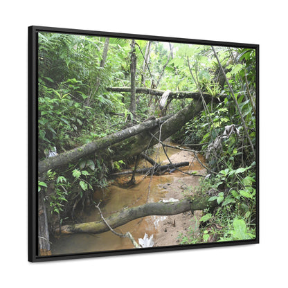 Rainforest Trails & Views - Gallery Canvas Wraps, Horizontal Frame - El Yunque National Forest - Puerto Rico - The pristine upper Rio Sabana river - Green Forest Home