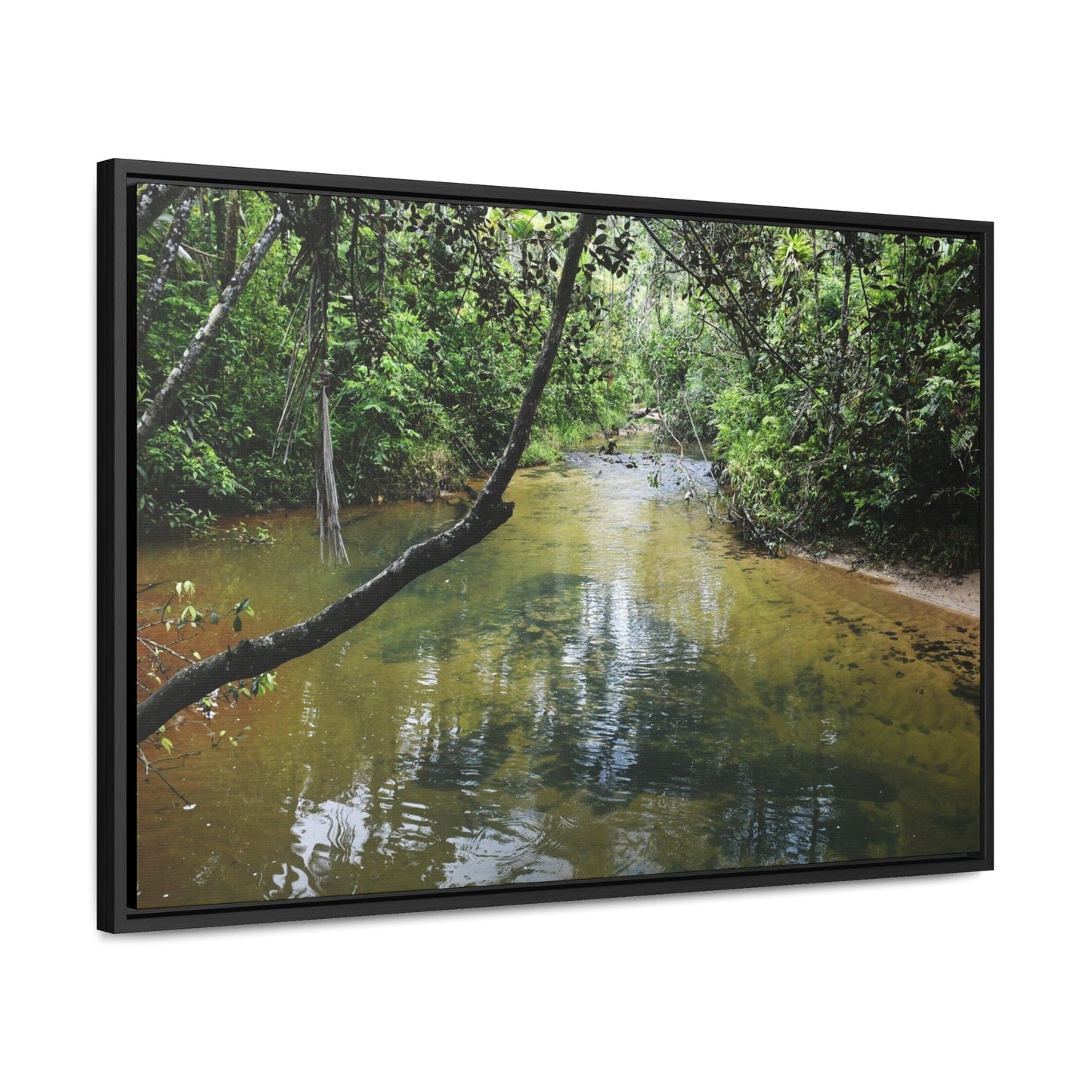 Rainforest Trails & Views - Gallery Canvas Wraps, Horizontal Frame - El Yunque National Forest - Puerto Rico - The pristine upper Rio Sabana river - Green Forest Home