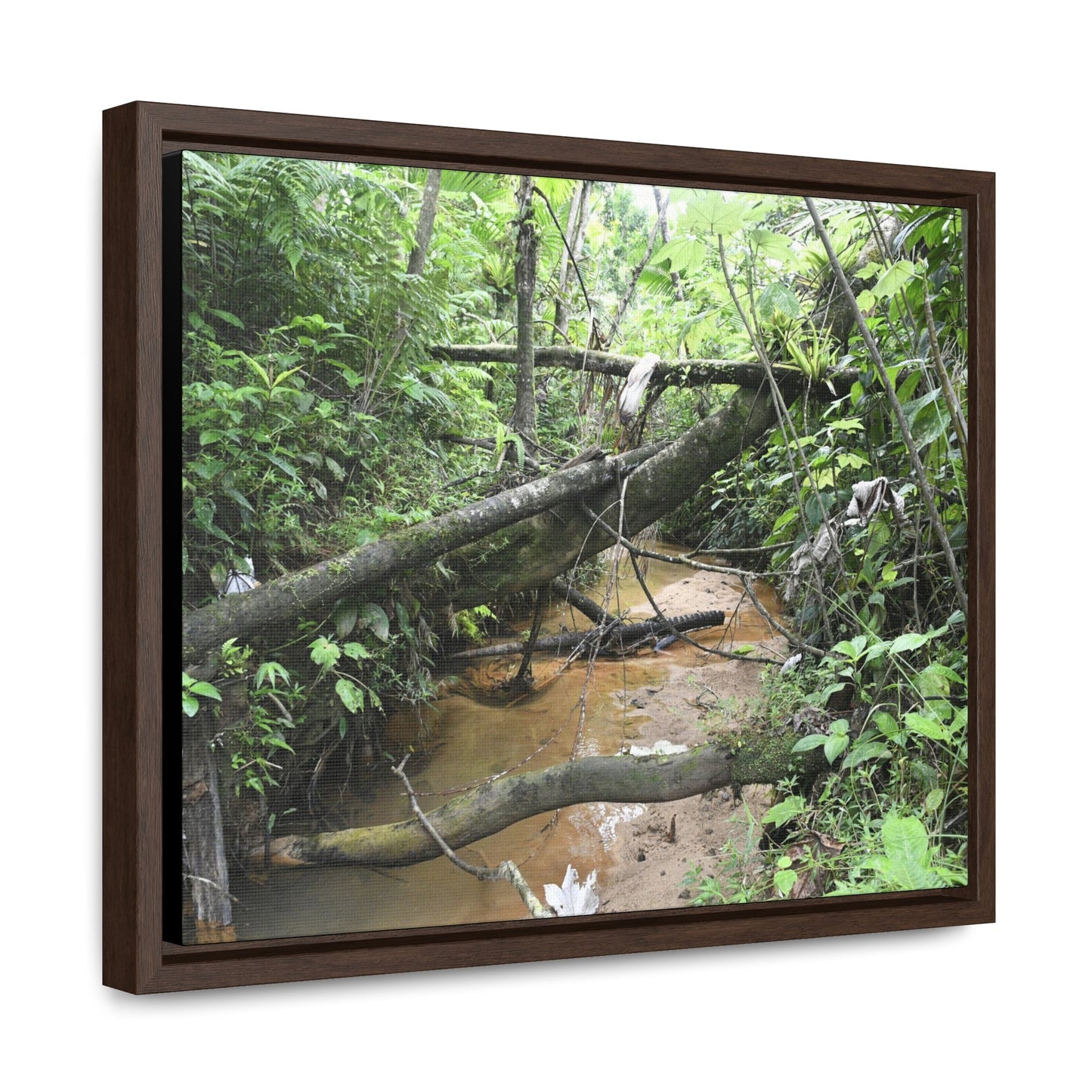 Rainforest Trails & Views - Gallery Canvas Wraps, Horizontal Frame - El Yunque National Forest - Puerto Rico - The pristine upper Rio Sabana river - Green Forest Home