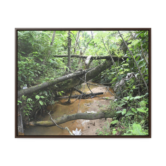 Rainforest Trails & Views - Gallery Canvas Wraps, Horizontal Frame - El Yunque National Forest - Puerto Rico - The pristine upper Rio Sabana river - Green Forest Home