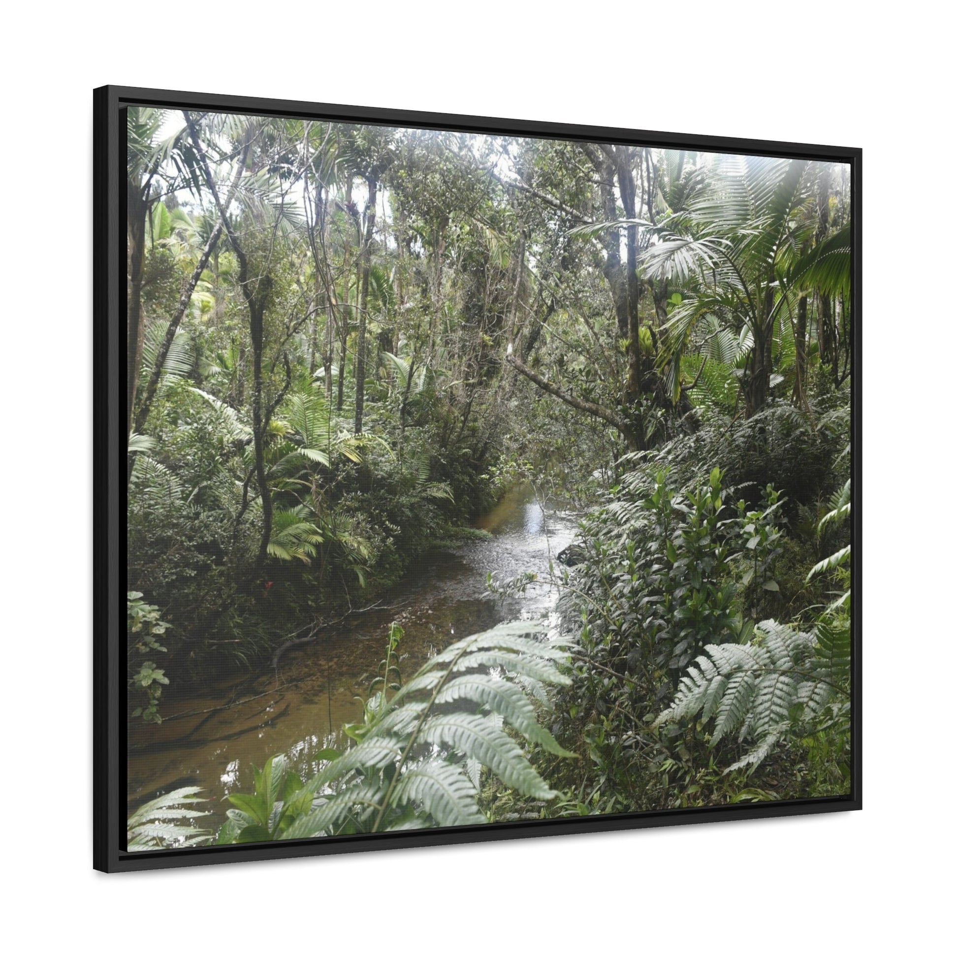 Rainforest Trails & Views - Gallery Canvas Wraps, Horizontal Frame - El Yunque National Forest - Puerto Rico - The pristine upper Rio Sabana river in the dense forest - Green Forest Home