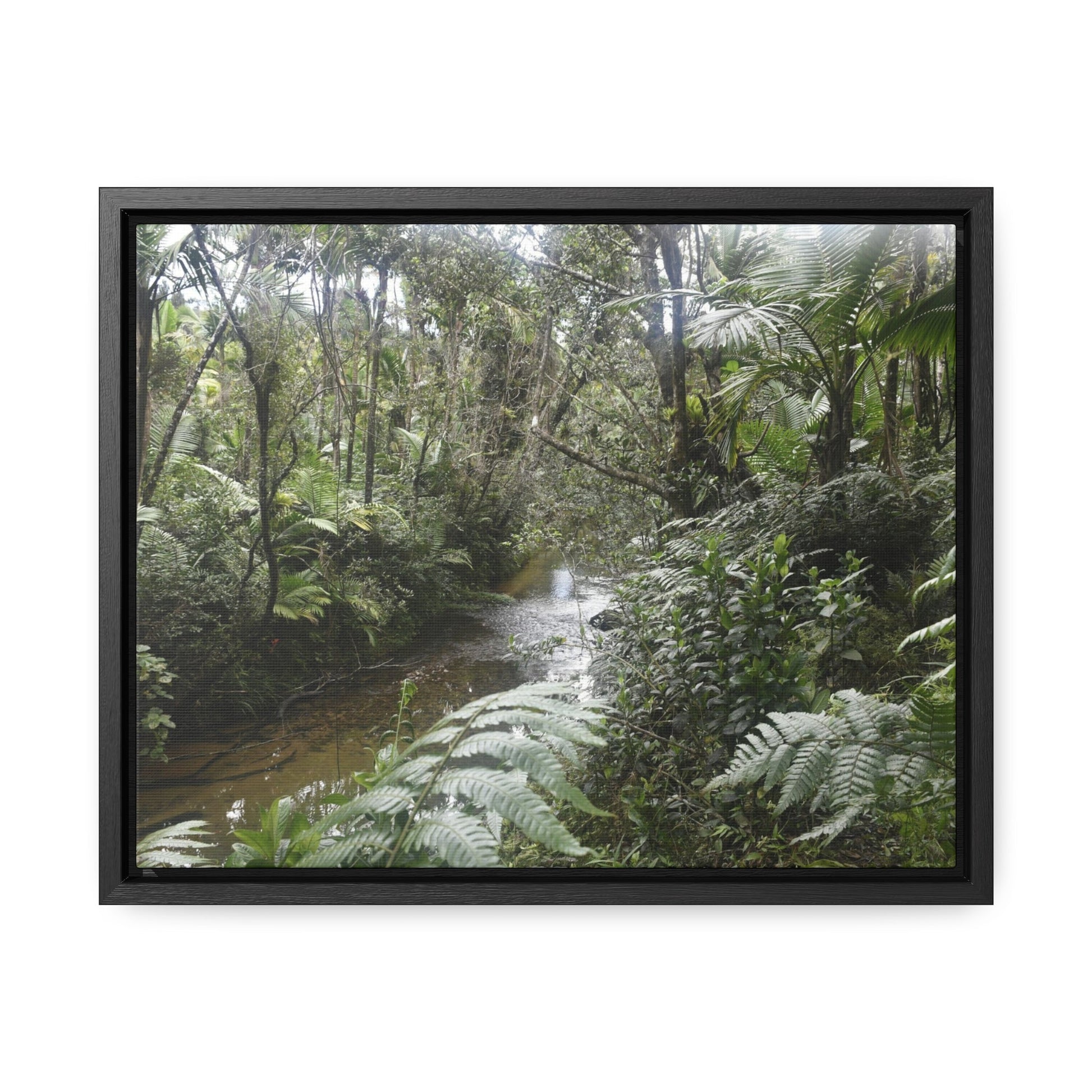 Rainforest Trails & Views - Gallery Canvas Wraps, Horizontal Frame - El Yunque National Forest - Puerto Rico - The pristine upper Rio Sabana river in the dense forest - Green Forest Home