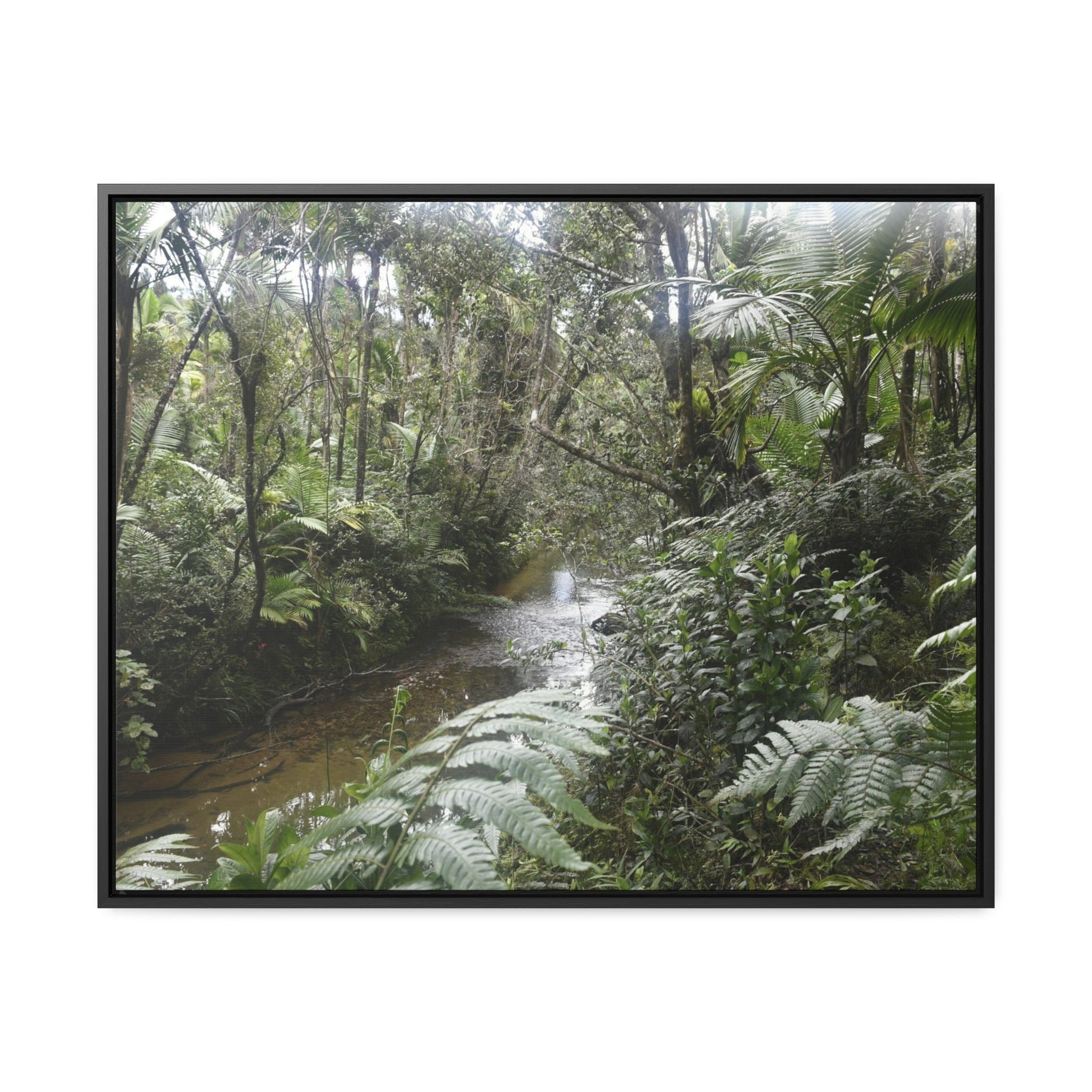 Rainforest Trails & Views - Gallery Canvas Wraps, Horizontal Frame - El Yunque National Forest - Puerto Rico - The pristine upper Rio Sabana river in the dense forest - Green Forest Home