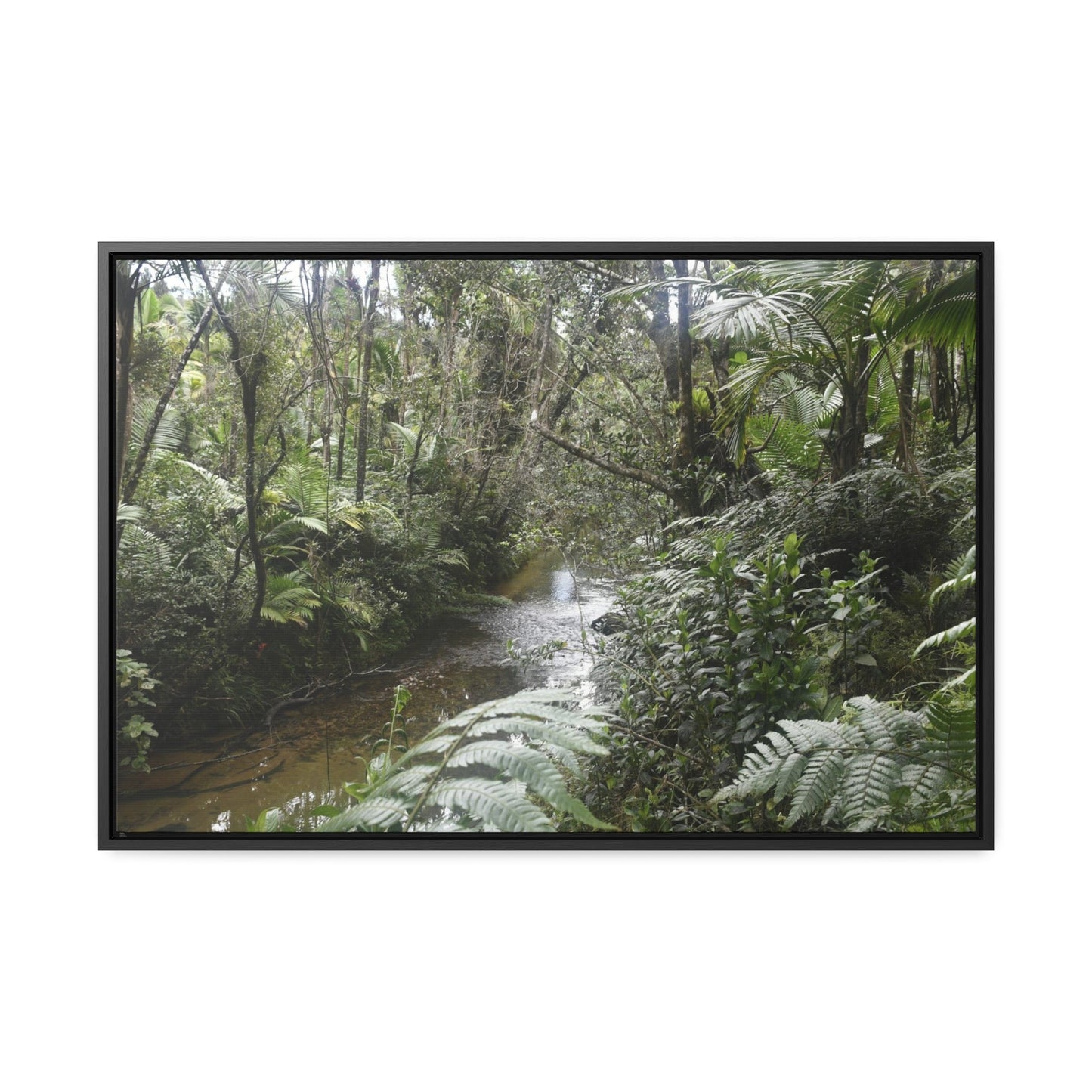 Rainforest Trails & Views - Gallery Canvas Wraps, Horizontal Frame - El Yunque National Forest - Puerto Rico - The pristine upper Rio Sabana river in the dense forest - Green Forest Home