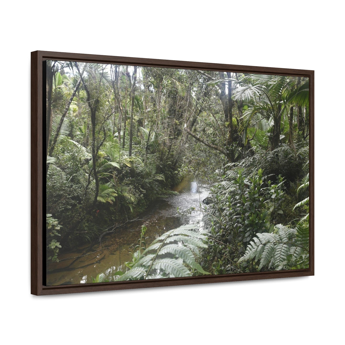 Rainforest Trails & Views - Gallery Canvas Wraps, Horizontal Frame - El Yunque National Forest - Puerto Rico - The pristine upper Rio Sabana river in the dense forest - Green Forest Home