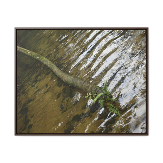 Rainforest Trails & Views - Gallery Canvas Wraps, Horizontal Frame - El Yunque National Forest - Puerto Rico - The pristine upper Rio Sabana river with a boulder with a micro-forest - Green Forest Home