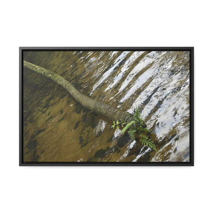 Rainforest Trails & Views - Gallery Canvas Wraps, Horizontal Frame - El Yunque National Forest - Puerto Rico - The pristine upper Rio Sabana river with a boulder with a micro-forest - Green Forest Home
