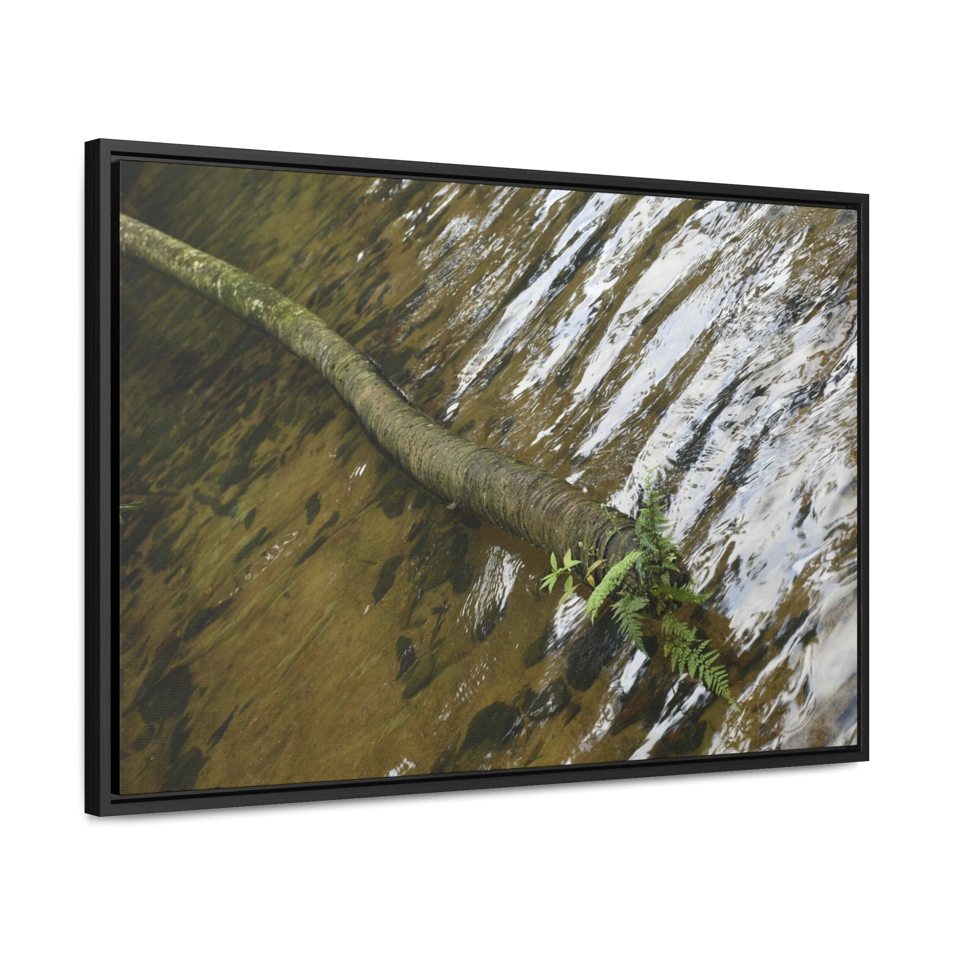 Rainforest Trails & Views - Gallery Canvas Wraps, Horizontal Frame - El Yunque National Forest - Puerto Rico - The pristine upper Rio Sabana river with a boulder with a micro-forest - Green Forest Home