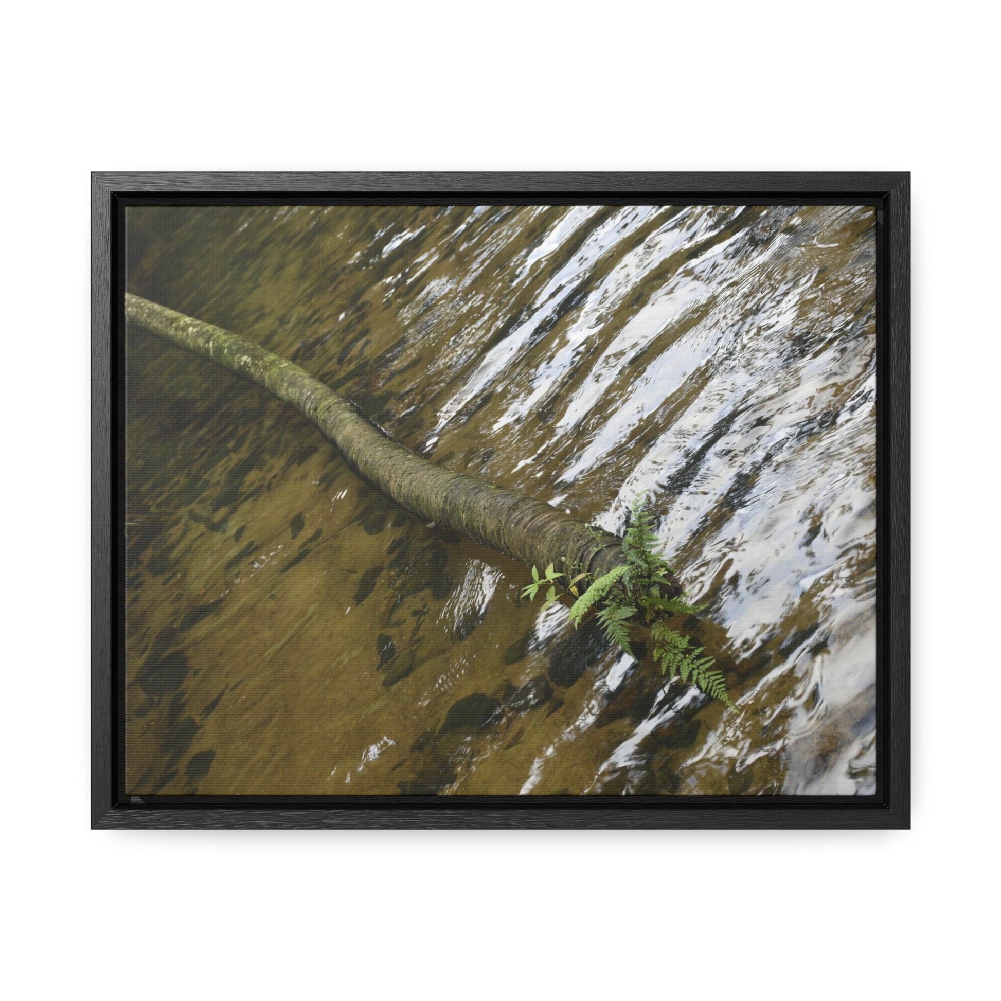 Rainforest Trails & Views - Gallery Canvas Wraps, Horizontal Frame - El Yunque National Forest - Puerto Rico - The pristine upper Rio Sabana river with a boulder with a micro-forest - Green Forest Home