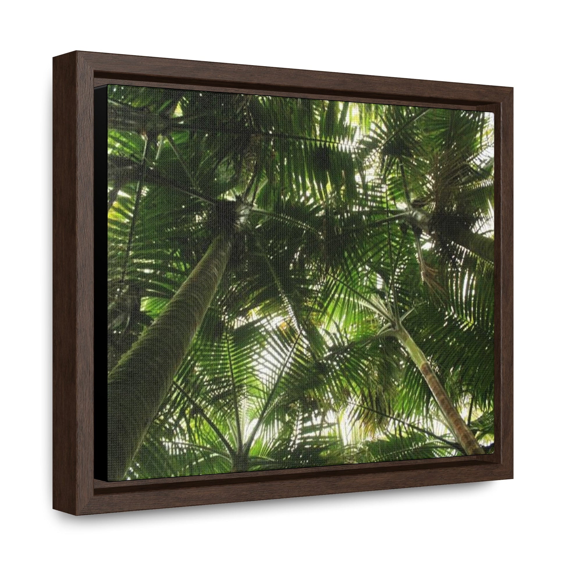 Rainforest Trails & Views - Gallery Canvas Wraps, Horizontal Frame - El Yunque National Forest - Puerto Rico - The sierra palm forest canopy before Hurricane Maria in 2017 - Green Forest Home
