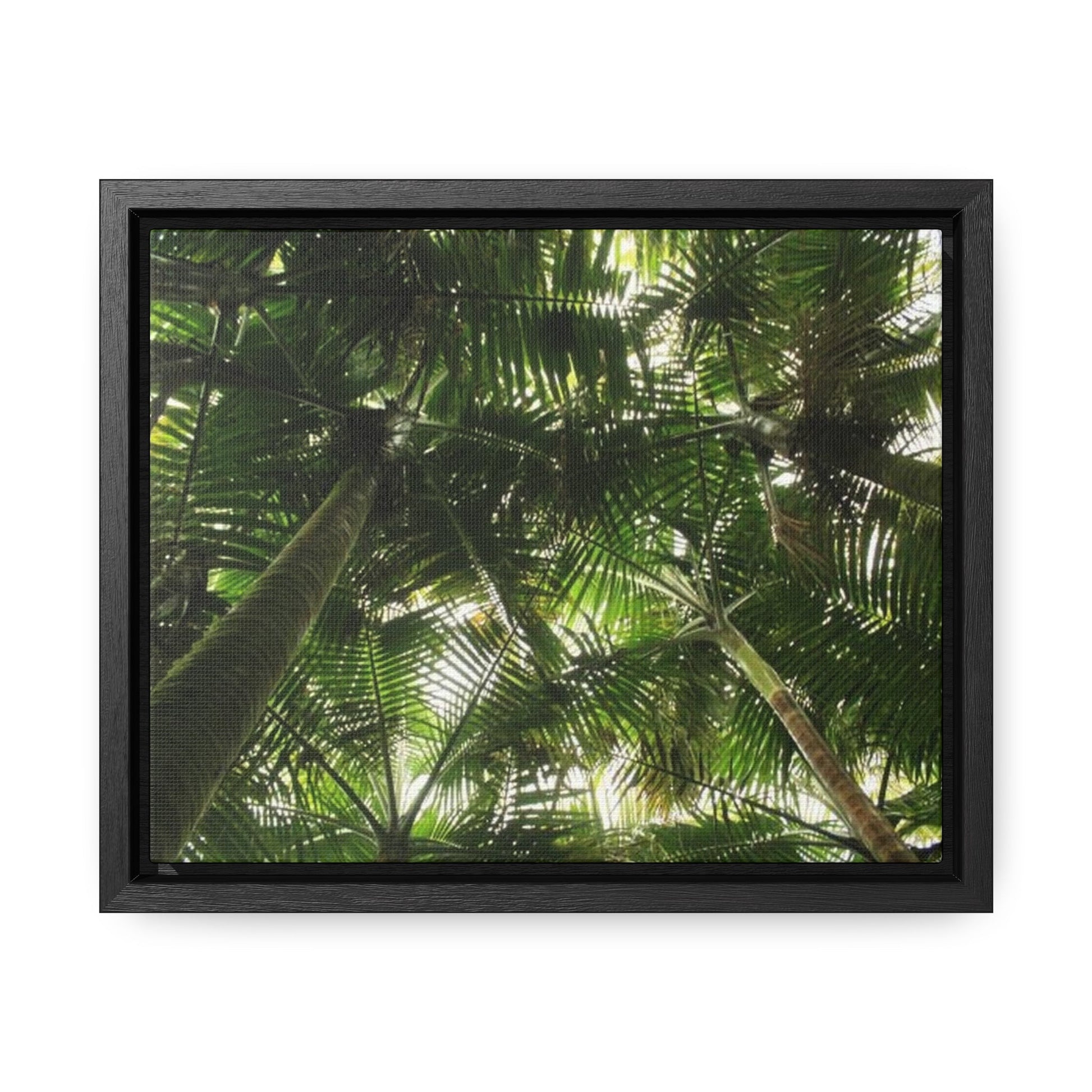 Rainforest Trails & Views - Gallery Canvas Wraps, Horizontal Frame - El Yunque National Forest - Puerto Rico - The sierra palm forest canopy before Hurricane Maria in 2017 - Green Forest Home