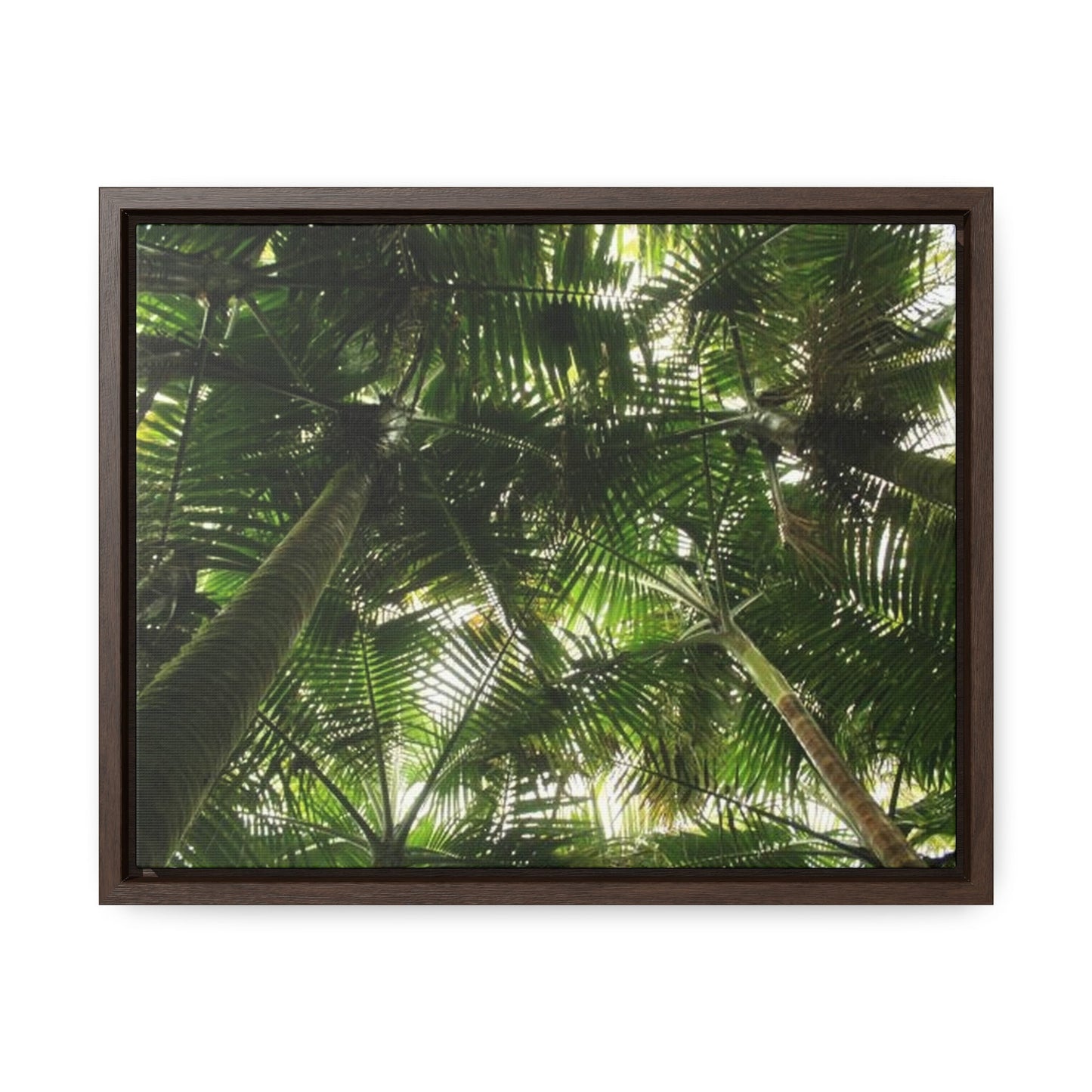 Rainforest Trails & Views - Gallery Canvas Wraps, Horizontal Frame - El Yunque National Forest - Puerto Rico - The sierra palm forest canopy before Hurricane Maria in 2017 - Green Forest Home