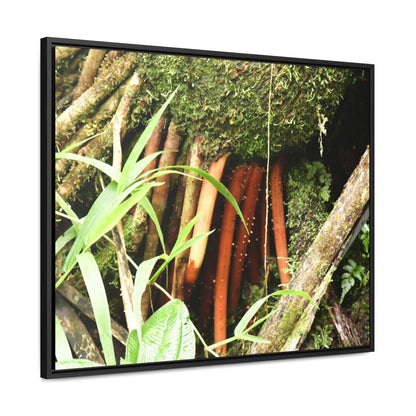 Rainforest Trails & Views - Gallery Canvas Wraps, Horizontal Frame - El Yunque National Forest - Puerto Rico - The strong (red) roots of the Sierra Palm what can survive hurricanes - Green Forest Home