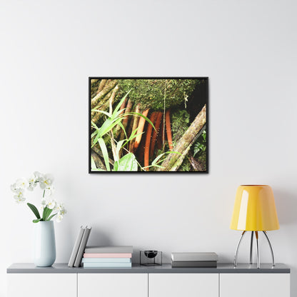 Rainforest Trails & Views - Gallery Canvas Wraps, Horizontal Frame - El Yunque National Forest - Puerto Rico - The strong (red) roots of the Sierra Palm what can survive hurricanes - Green Forest Home