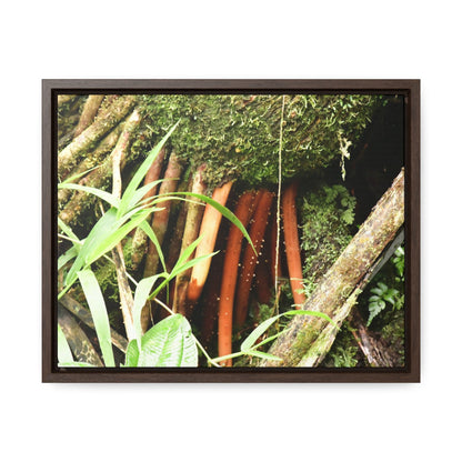 Rainforest Trails & Views - Gallery Canvas Wraps, Horizontal Frame - El Yunque National Forest - Puerto Rico - The strong (red) roots of the Sierra Palm what can survive hurricanes - Green Forest Home