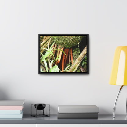 Rainforest Trails & Views - Gallery Canvas Wraps, Horizontal Frame - El Yunque National Forest - Puerto Rico - The strong (red) roots of the Sierra Palm what can survive hurricanes - Green Forest Home