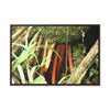 Rainforest Trails & Views - Gallery Canvas Wraps, Horizontal Frame - El Yunque National Forest - Puerto Rico - The strong (red) roots of the Sierra Palm what can survive hurricanes - Green Forest Home