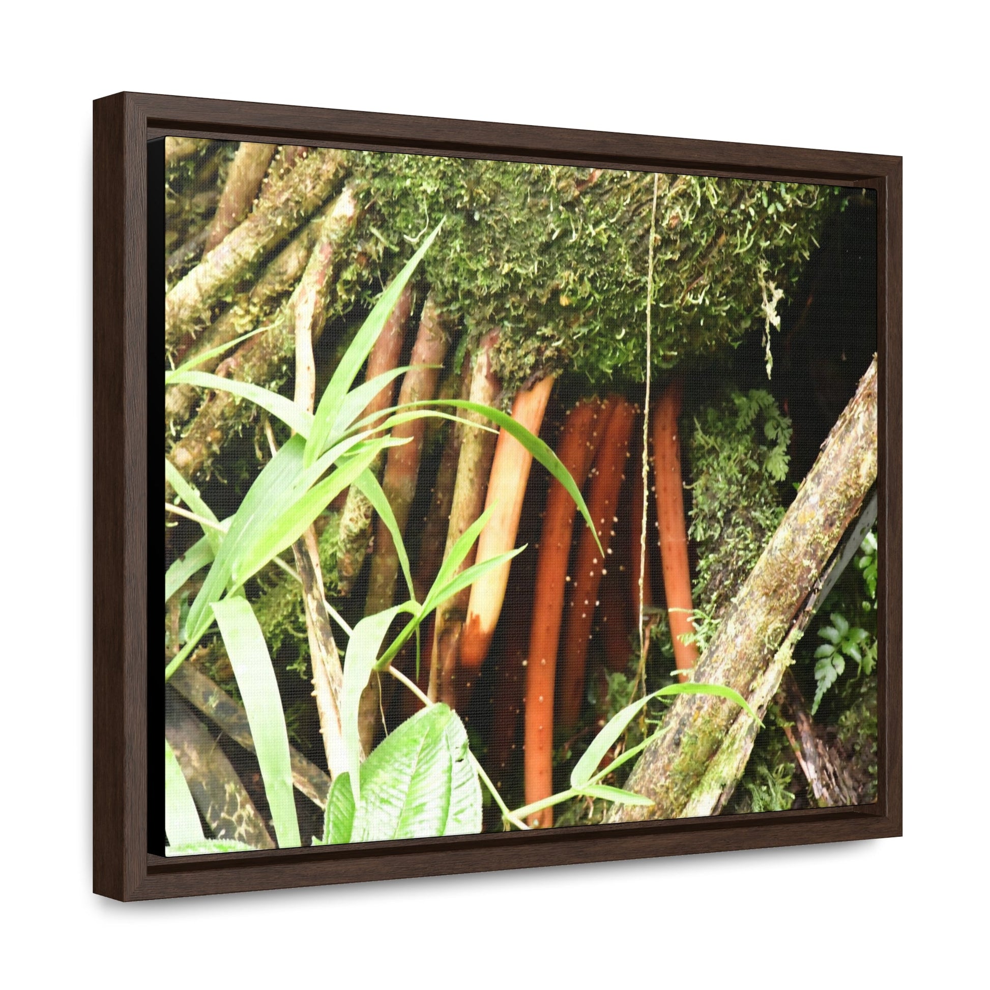 Rainforest Trails & Views - Gallery Canvas Wraps, Horizontal Frame - El Yunque National Forest - Puerto Rico - The strong (red) roots of the Sierra Palm what can survive hurricanes - Green Forest Home