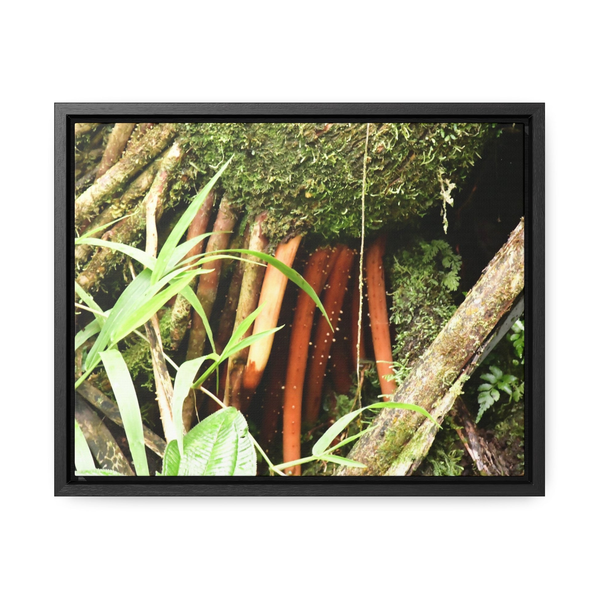 Rainforest Trails & Views - Gallery Canvas Wraps, Horizontal Frame - El Yunque National Forest - Puerto Rico - The strong (red) roots of the Sierra Palm what can survive hurricanes - Green Forest Home