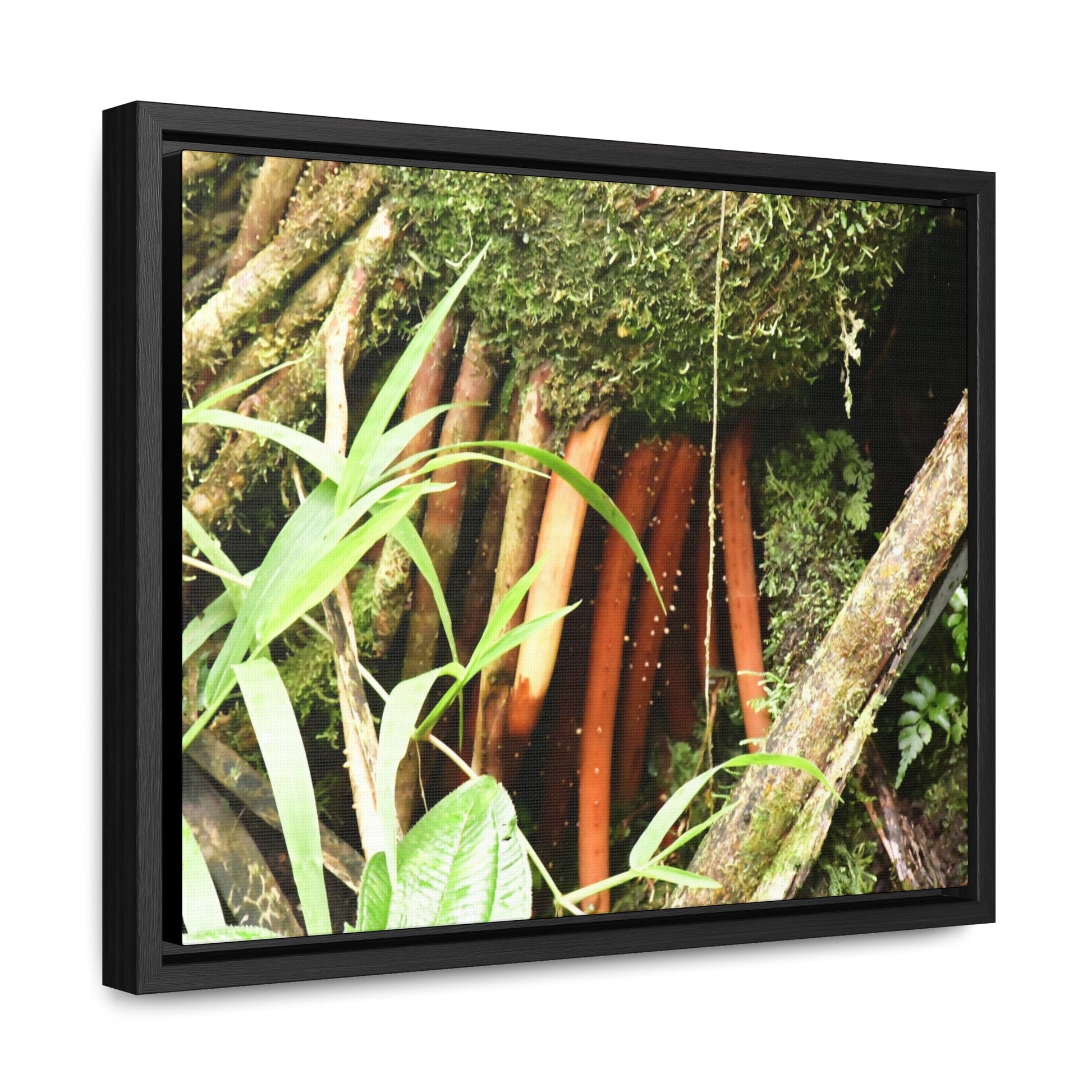 Rainforest Trails & Views - Gallery Canvas Wraps, Horizontal Frame - El Yunque National Forest - Puerto Rico - The strong (red) roots of the Sierra Palm what can survive hurricanes - Green Forest Home