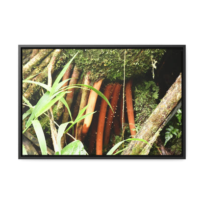 Rainforest Trails & Views - Gallery Canvas Wraps, Horizontal Frame - El Yunque National Forest - Puerto Rico - The strong (red) roots of the Sierra Palm what can survive hurricanes - Green Forest Home