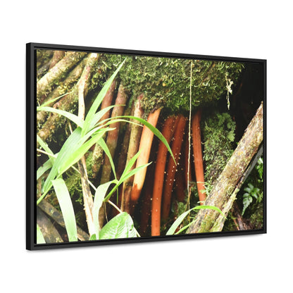 Rainforest Trails & Views - Gallery Canvas Wraps, Horizontal Frame - El Yunque National Forest - Puerto Rico - The strong (red) roots of the Sierra Palm what can survive hurricanes - Green Forest Home