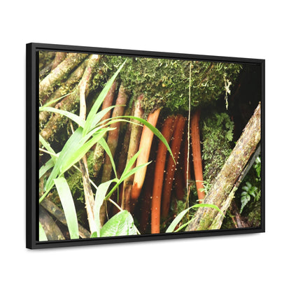 Rainforest Trails & Views - Gallery Canvas Wraps, Horizontal Frame - El Yunque National Forest - Puerto Rico - The strong (red) roots of the Sierra Palm what can survive hurricanes - Green Forest Home