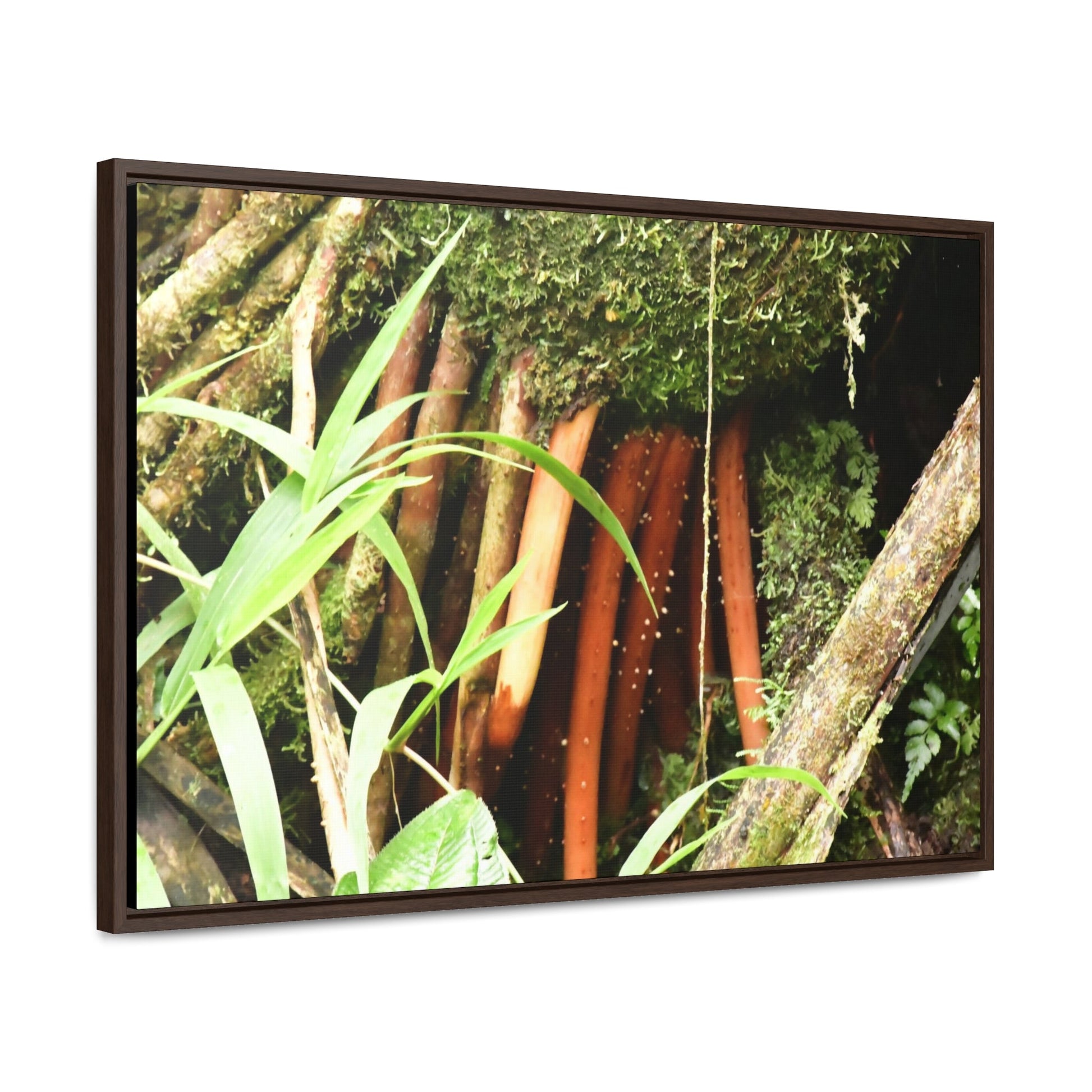 Rainforest Trails & Views - Gallery Canvas Wraps, Horizontal Frame - El Yunque National Forest - Puerto Rico - The strong (red) roots of the Sierra Palm what can survive hurricanes - Green Forest Home
