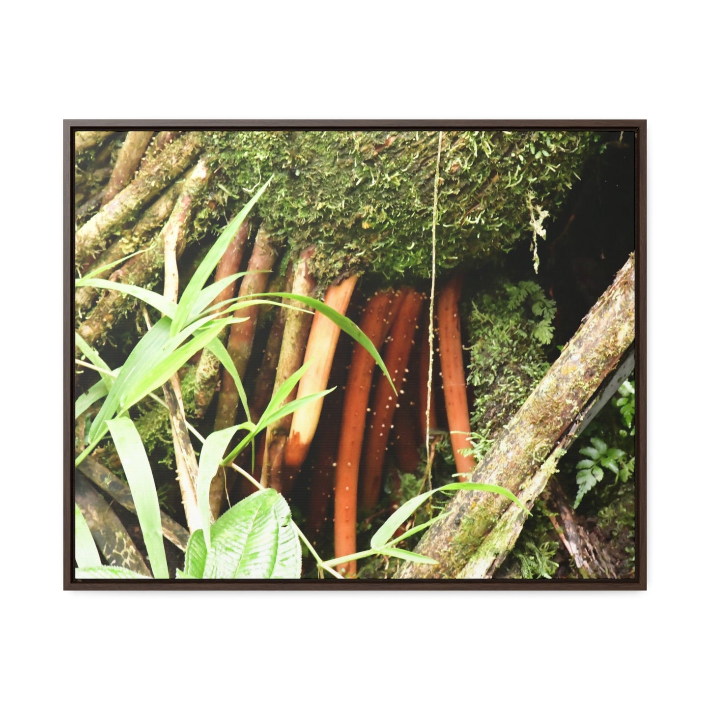 Rainforest Trails & Views - Gallery Canvas Wraps, Horizontal Frame - El Yunque National Forest - Puerto Rico - The strong (red) roots of the Sierra Palm what can survive hurricanes - Green Forest Home
