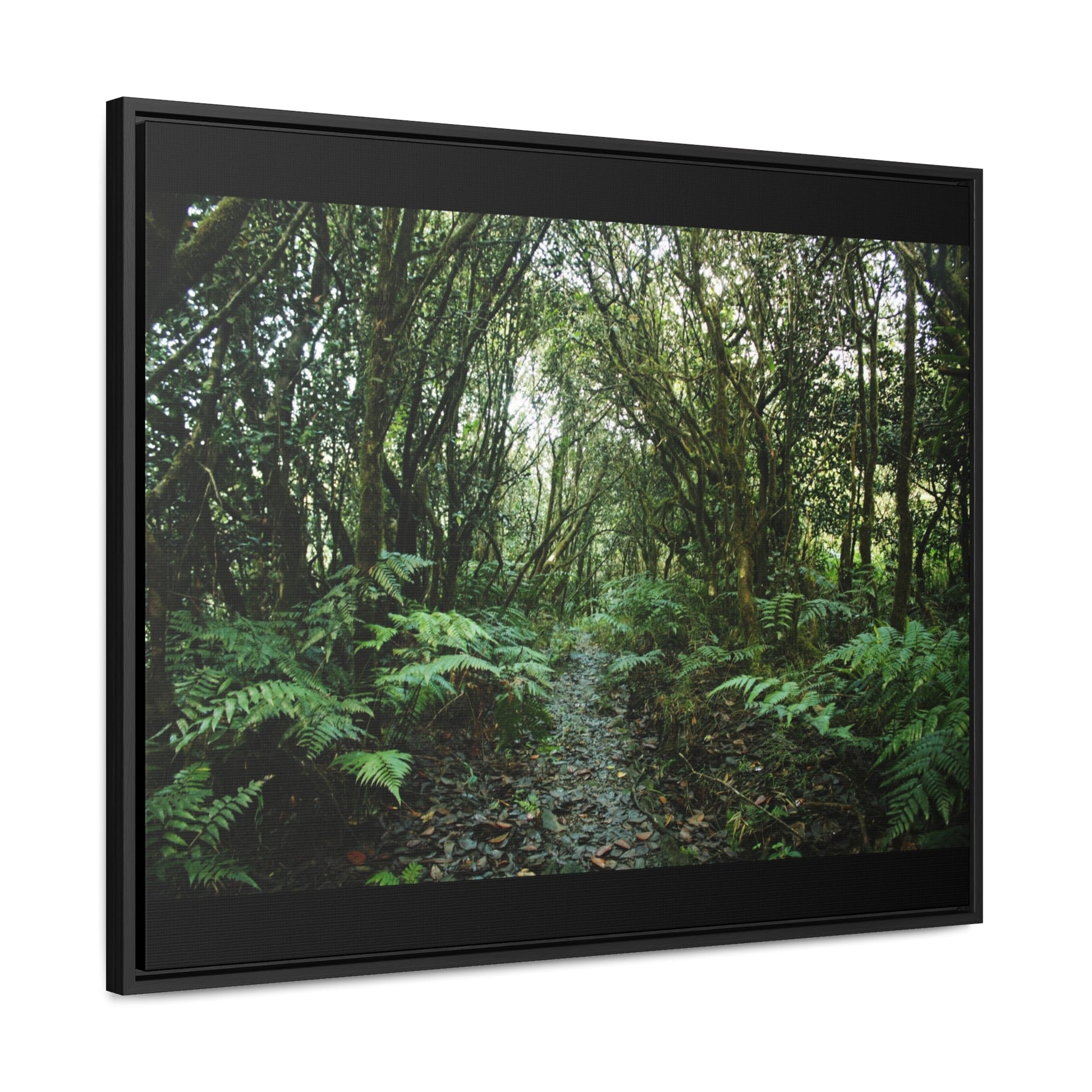 Rainforest Trails & Views - Gallery Canvas Wraps, Horizontal Frame - El Yunque National Forest - Puerto Rico - Tradewinds trail cloud forest - Green Forest Home