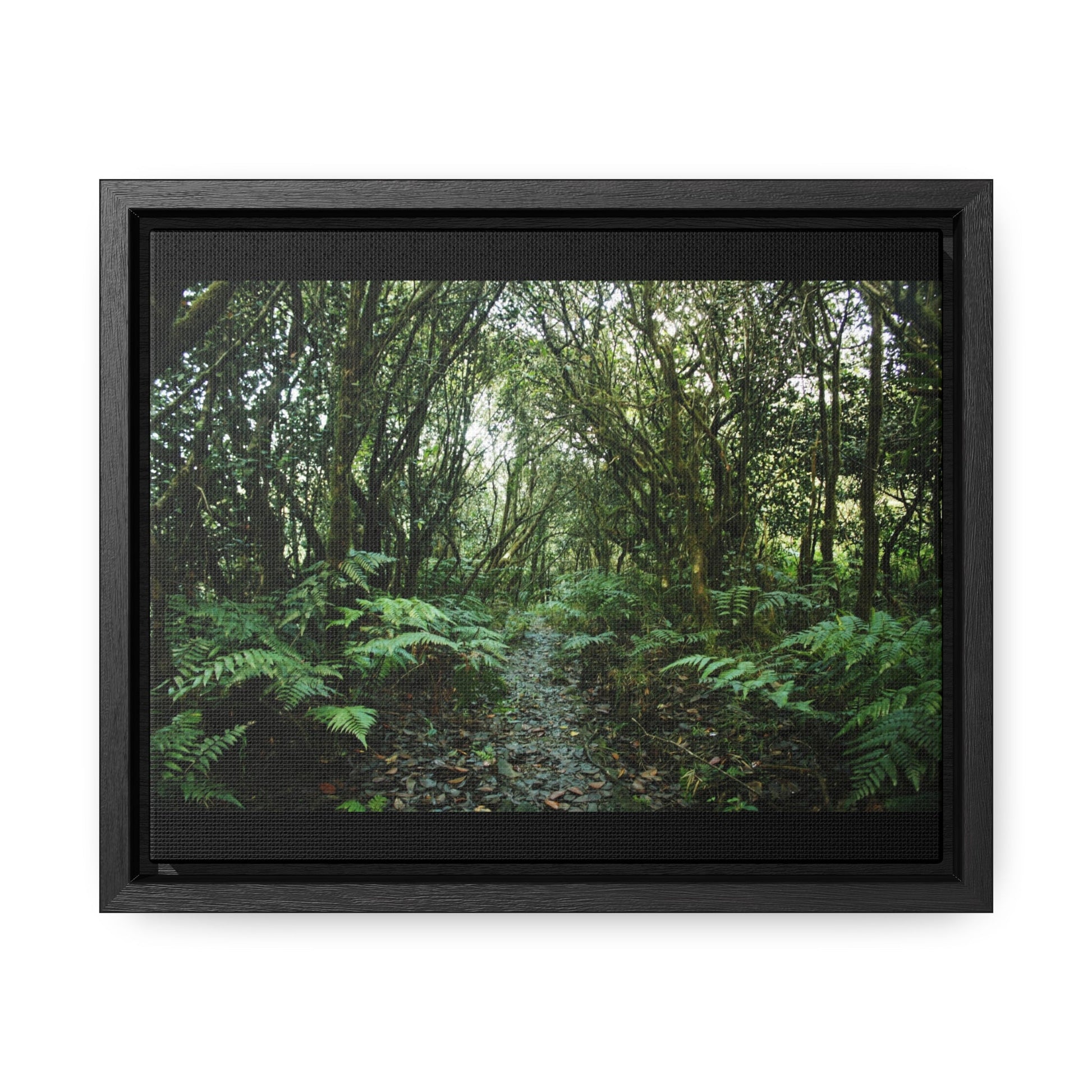 Rainforest Trails & Views - Gallery Canvas Wraps, Horizontal Frame - El Yunque National Forest - Puerto Rico - Tradewinds trail cloud forest - Green Forest Home
