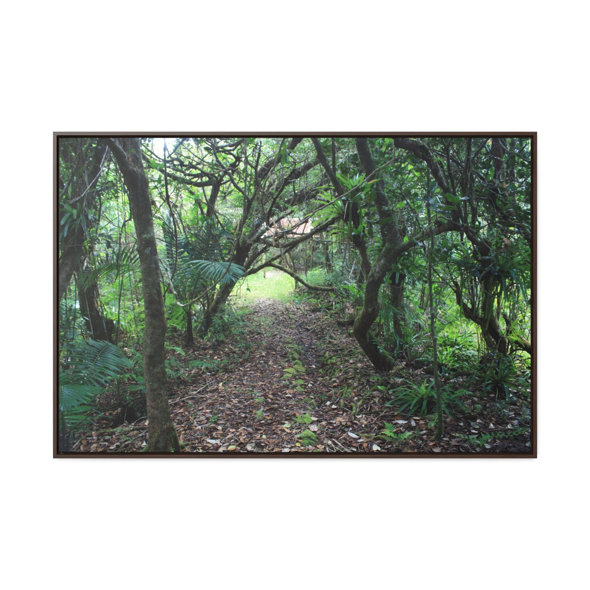Rainforest Trails & Views - Gallery Canvas Wraps, Horizontal Frame - El Yunque National Forest - Puerto Rico - Tradewinds trail - cloud forest - Green Forest Home