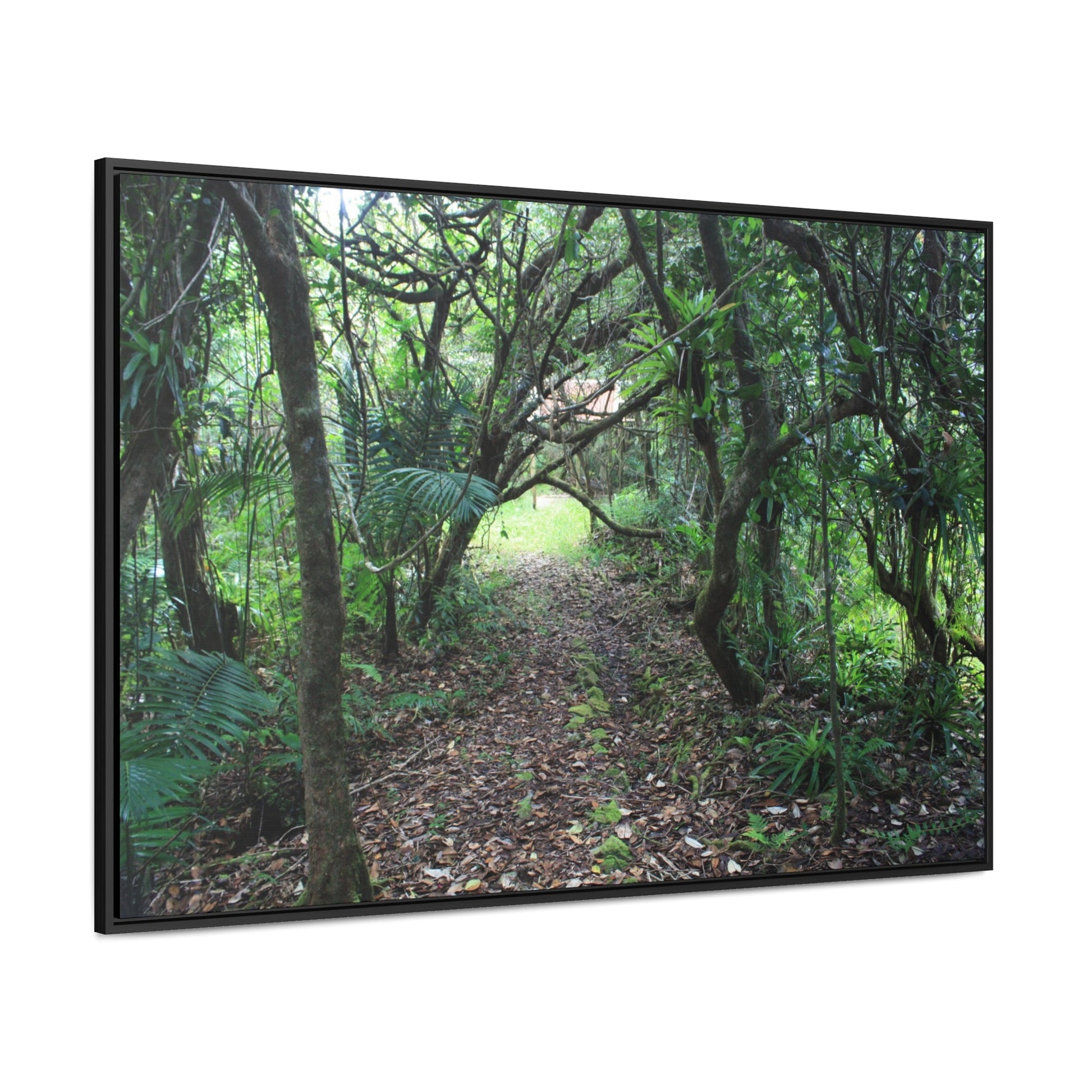 Rainforest Trails & Views - Gallery Canvas Wraps, Horizontal Frame - El Yunque National Forest - Puerto Rico - Tradewinds trail - cloud forest - Green Forest Home