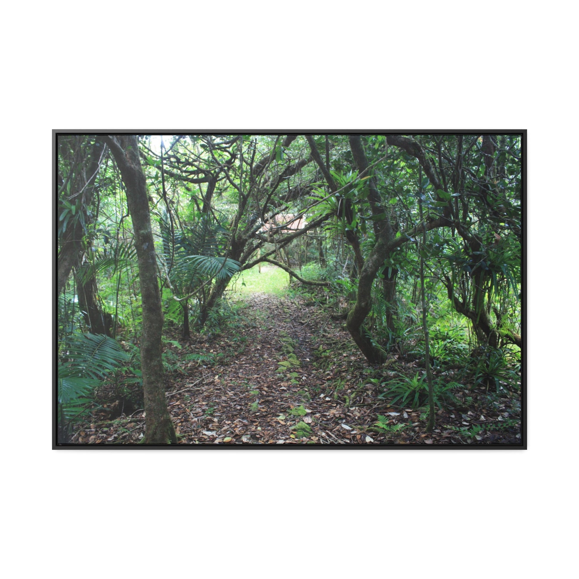 Rainforest Trails & Views - Gallery Canvas Wraps, Horizontal Frame - El Yunque National Forest - Puerto Rico - Tradewinds trail - cloud forest - Green Forest Home