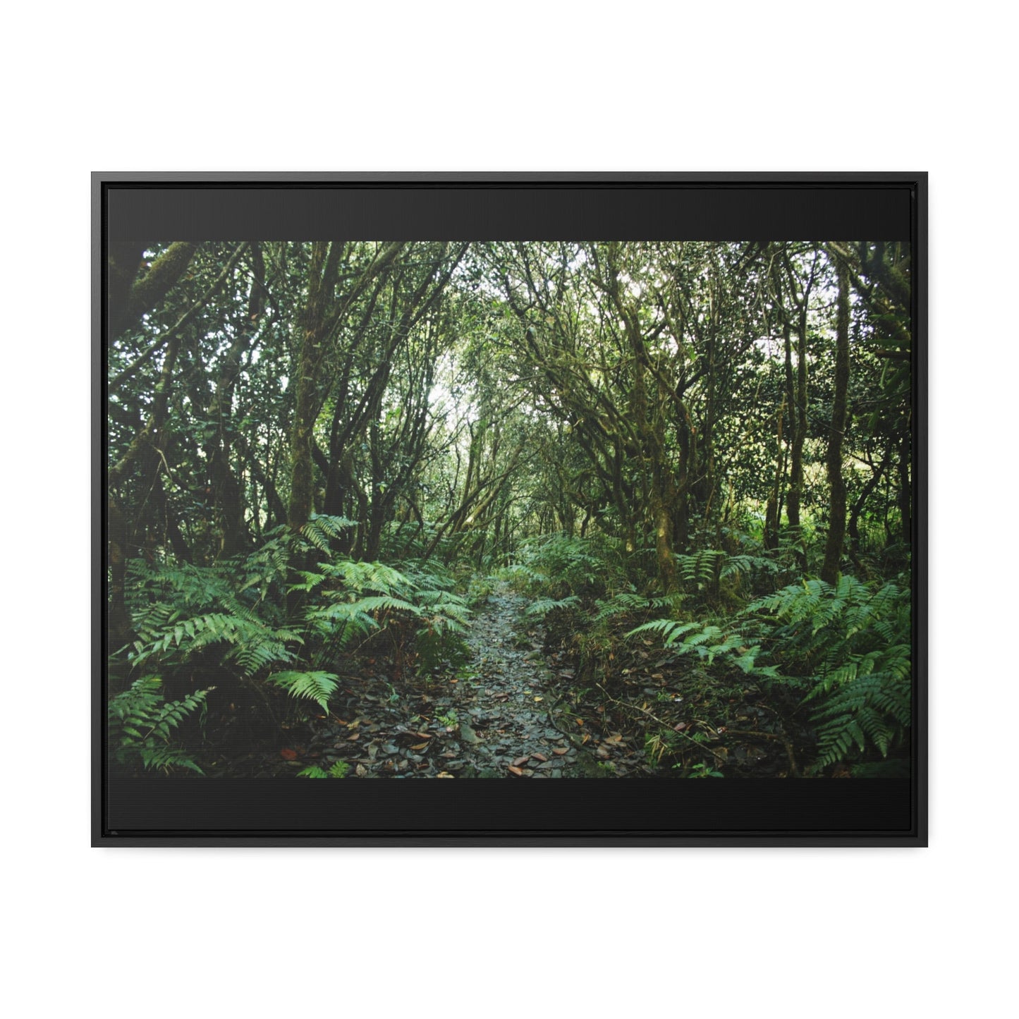 Rainforest Trails & Views - Gallery Canvas Wraps, Horizontal Frame - El Yunque National Forest - Puerto Rico - Tradewinds trail cloud forest - Green Forest Home