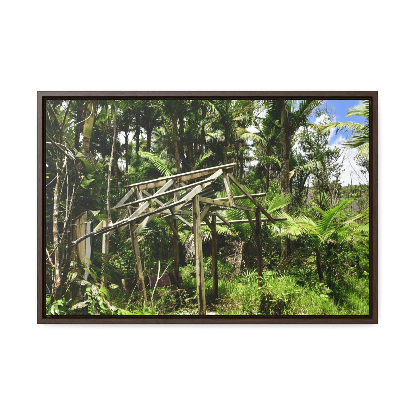 Rainforest Trails & Views - Gallery Canvas Wraps, Horizontal Frame - El Yunque National Forest - Puerto Rico - Tradewinds trail - destroyed shelter by Hurricane Maria 140MPH winds - Green Forest Home