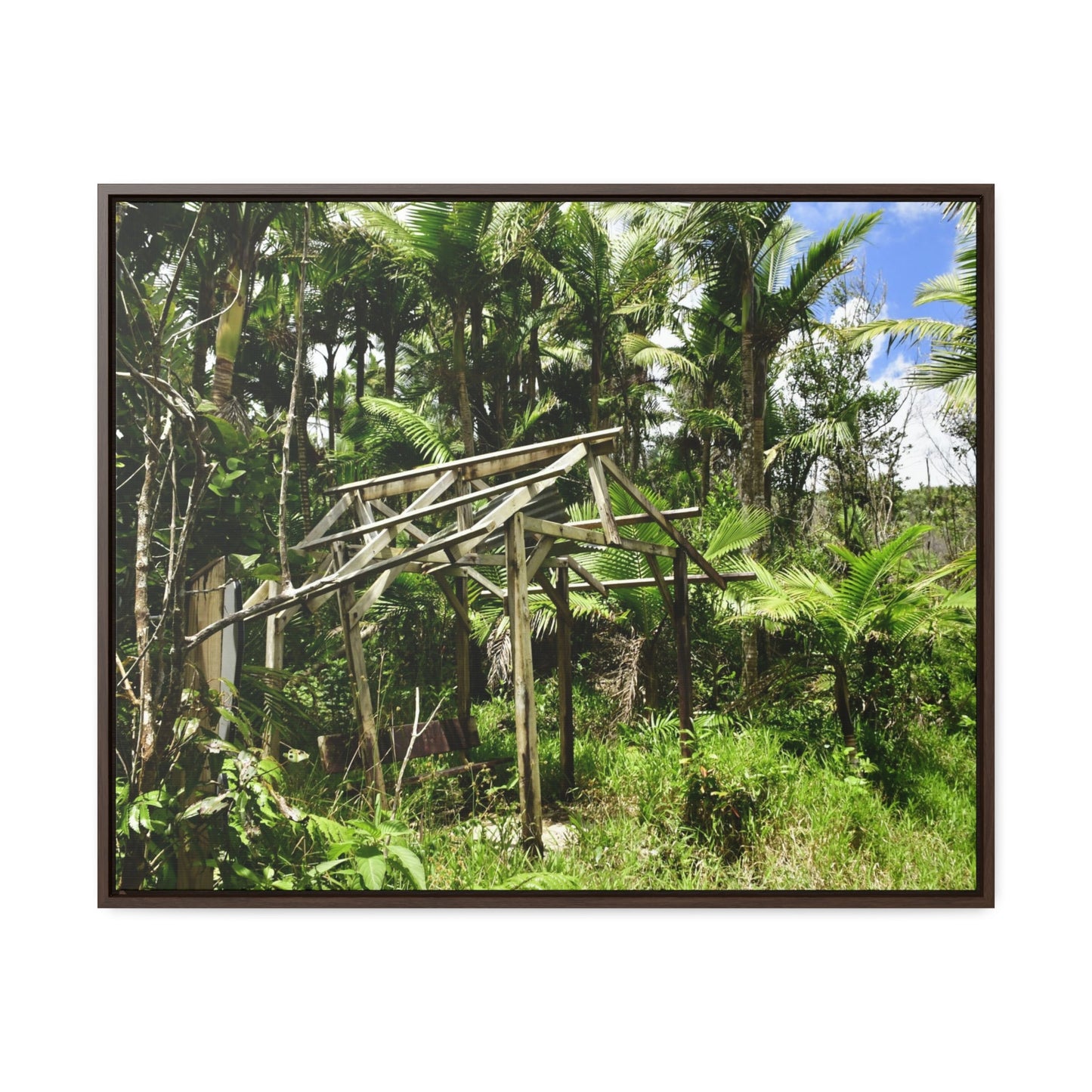 Rainforest Trails & Views - Gallery Canvas Wraps, Horizontal Frame - El Yunque National Forest - Puerto Rico - Tradewinds trail - destroyed shelter by Hurricane Maria 140MPH winds - Green Forest Home