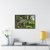 Rainforest Trails & Views - Gallery Canvas Wraps, Horizontal Frame - El Yunque National Forest - Puerto Rico - Tradewinds trail - destroyed shelter by Hurricane Maria 140MPH winds - Green Forest Home