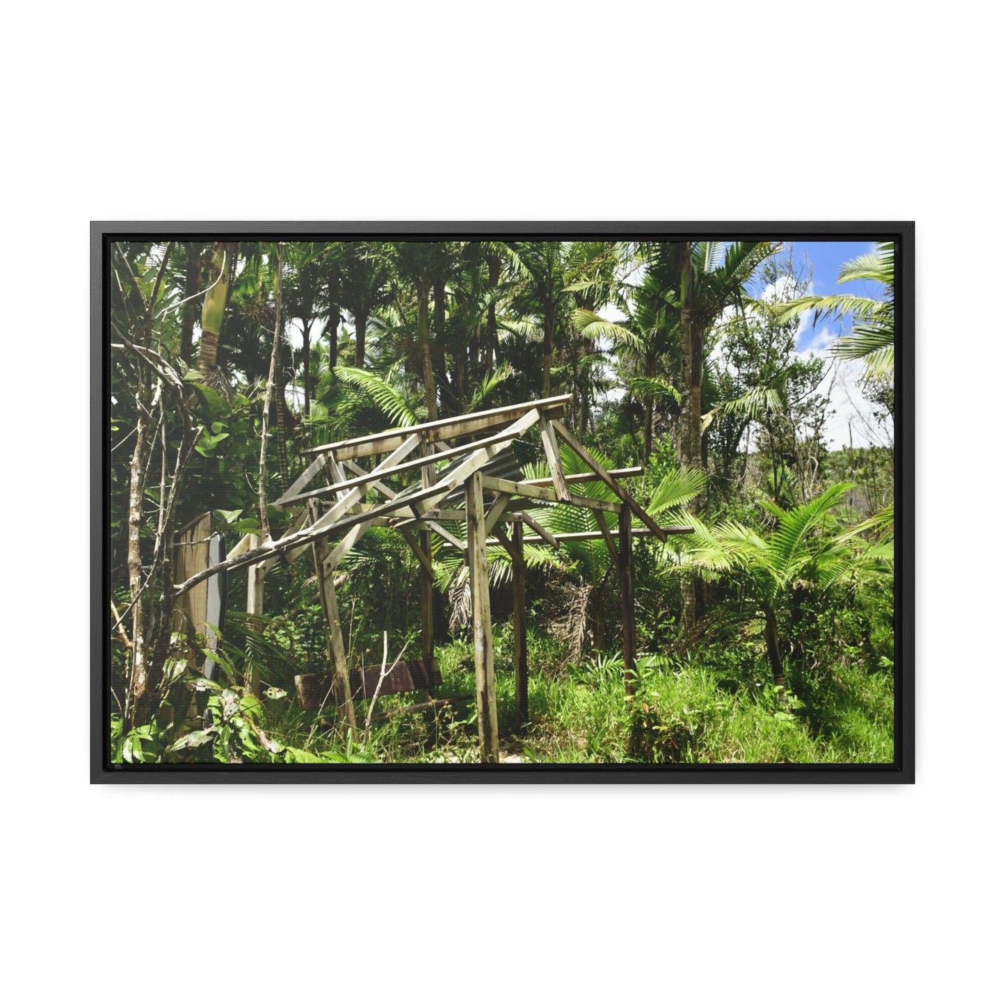 Rainforest Trails & Views - Gallery Canvas Wraps, Horizontal Frame - El Yunque National Forest - Puerto Rico - Tradewinds trail - destroyed shelter by Hurricane Maria 140MPH winds - Green Forest Home